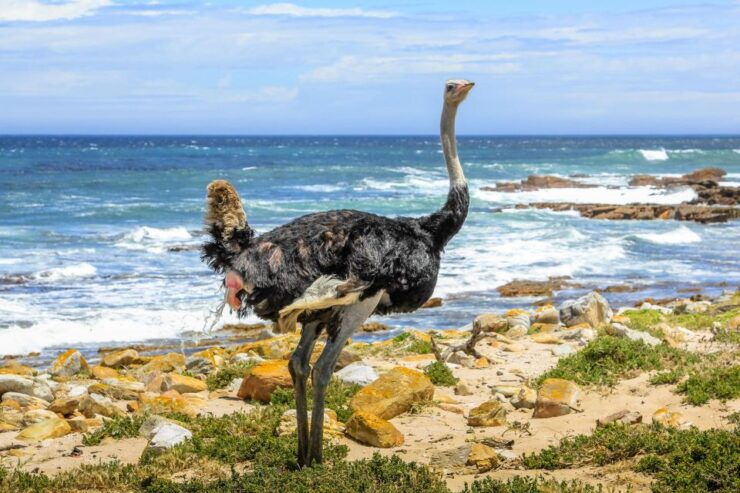 Table Mountain Penguins & Cape Point Day Tour From Cape Town - Itinerary