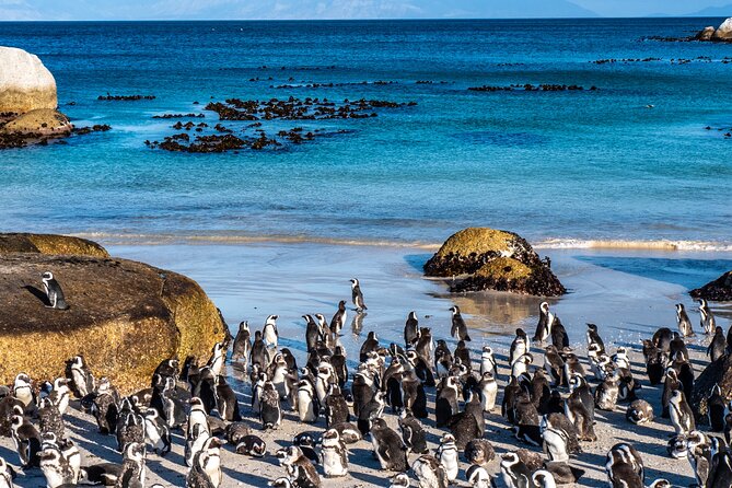 Table Mountain, Penguins & Cape Point Small Group Tour From Cape Town - Scenic Drive Along Chapmans Peak