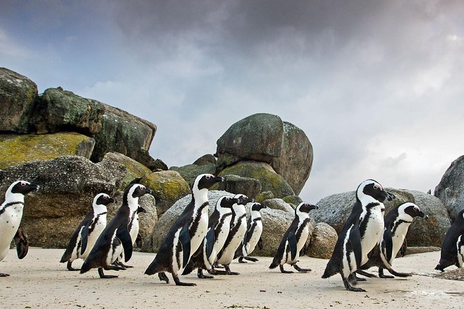 Table Mountain, Wine, and Penguins Small-Group Highlights Tour - Cape Town - Pricing and Booking Details