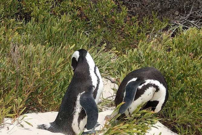 Table Mountain, Wine, and Penguins Small-Group Highlights Tour - Cape Town - Contact Information and Additional Details