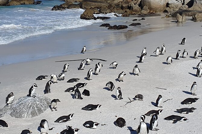 Table Mountain,Cape Point & Penguins Shared Tour, From Cape Town - The Sum Up
