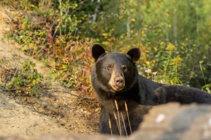 Tadoussac & Baie-St-Catherine: Whale & Bear Wildlife Tour - Good To Know