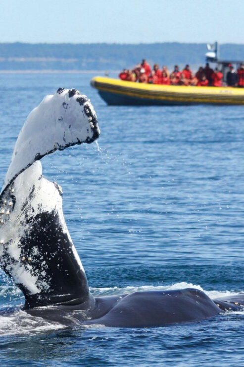 Tadoussac & Baie-St-Catherine: Whale & Bear Wildlife Tour - Wildlife Experiences