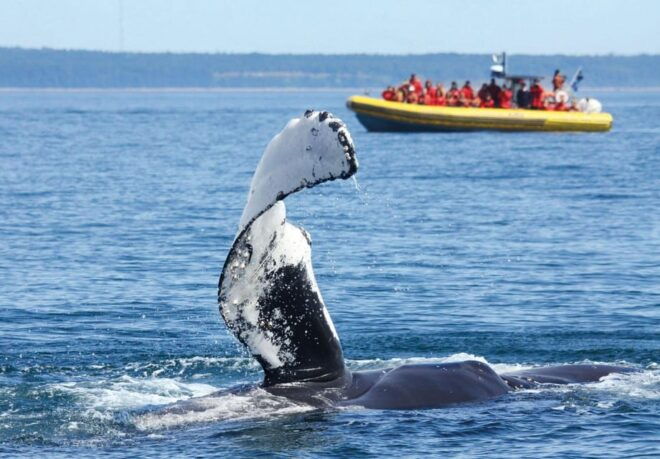 Tadoussac & Baie-St-Catherine: Whale & Bear Wildlife Tour - Itinerary Highlights