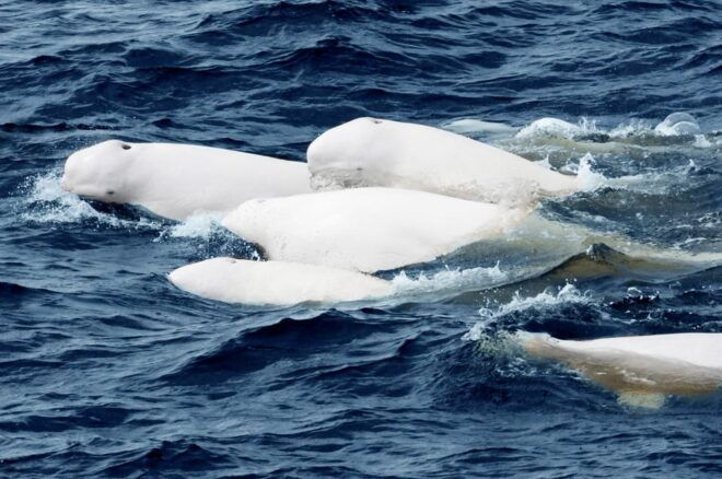 Tadoussac & Baie-St-Catherine: Whale & Bear Wildlife Tour - Inclusions and Exclusions