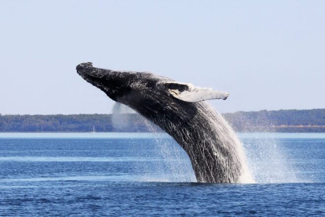 Tadoussac & Baie-St-Catherine: Whale & Bear Wildlife Tour - Transportation Between Activities