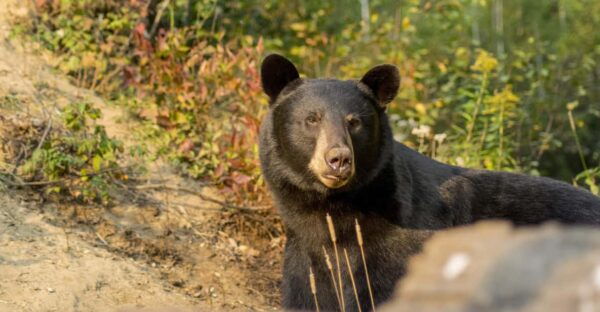 Tadoussac & Baie-St-Catherine: Whale & Bear Wildlife Tour - Customer Feedback
