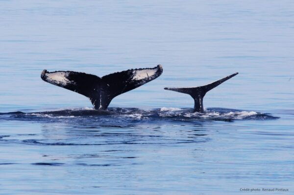 Tadoussac & Baie-St-Catherine: Whale & Bear Wildlife Tour - Frequently Asked Questions