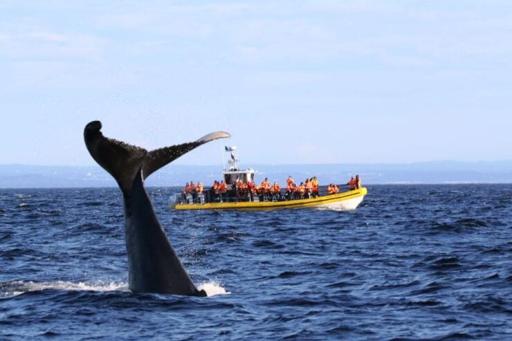 Tadoussac/Baie-Ste-Catherine: Whale Watch Zodiac Boat Tour - Booking Details