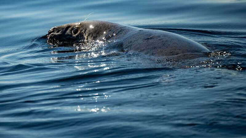 Tadoussac/Charlevoix: 3-Hour Whale Watching Boat Tour - Good To Know
