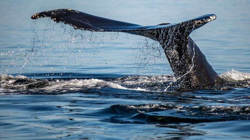 Tadoussac/Charlevoix: 3-Hour Whale Watching Boat Tour - The Experience in Detail