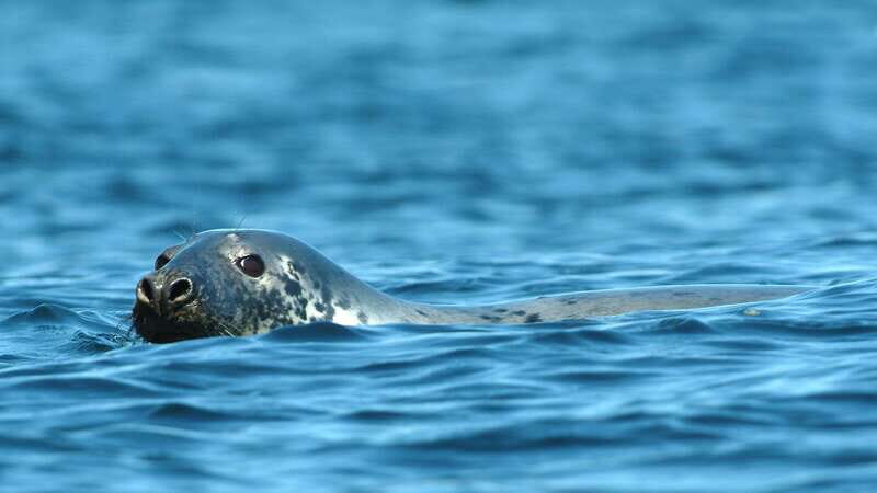 Tadoussac/Charlevoix: 3-Hour Whale Watching Boat Tour - FAQ