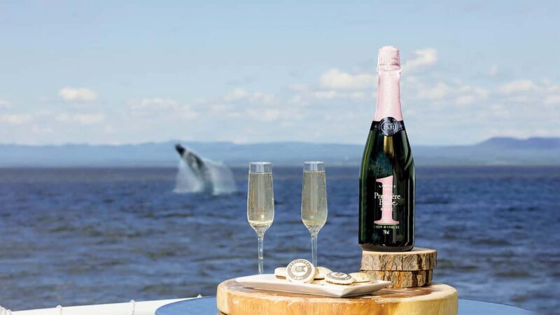 Tadoussac/Charlevoix: VIP Lounge OR UpperDeck Whale Watching - Practical Details and Value