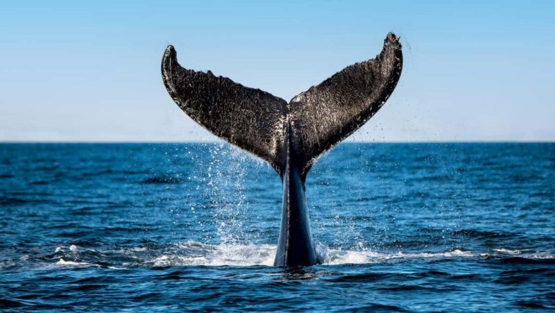 Tadoussac/Charlevoix: VIP Lounge OR UpperDeck Whale Watching - The Sum Up