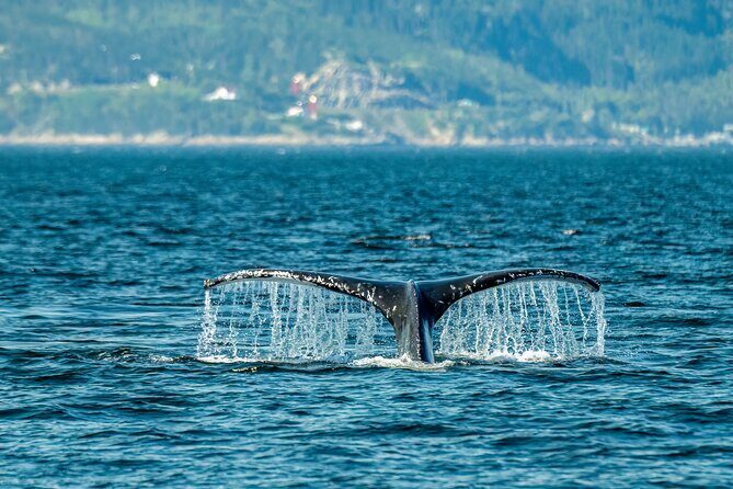 Tadoussac/Charlevoix: Whale & Bear Wildlife Tour - Good To Know