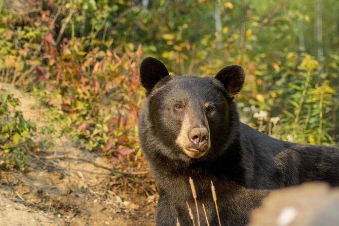 Tadoussac/Charlevoix: Whale & Bear Wildlife Tour - What to Expect from the Tour