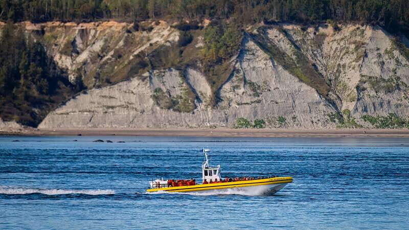 Tadoussac/Charlevoix: Whale Watching Tour & Bear Observation - Visiting the Sanctuary
