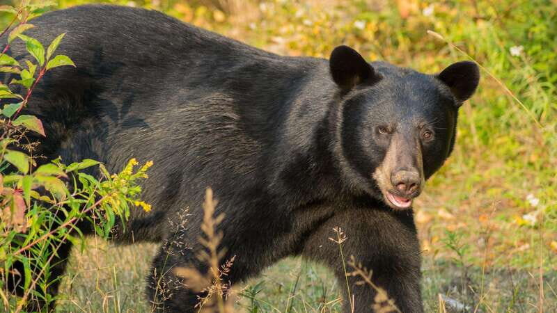 Tadoussac/Charlevoix: Whale Watching Tour & Bear Observation - Practicalities and Tips