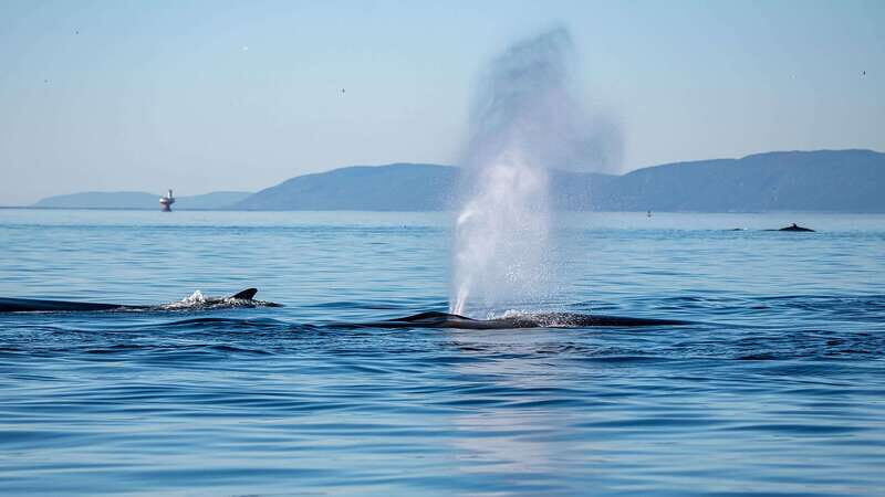 Tadoussac/Charlevoix: Whale Watching Zodiac Tour - Good To Know