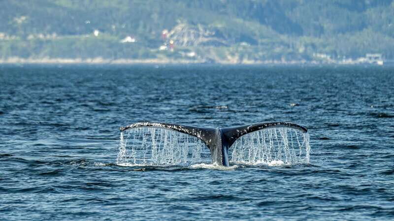 Tadoussac/Charlevoix: Whale Watching Zodiac Tour - An In-Depth Look at the Experience
