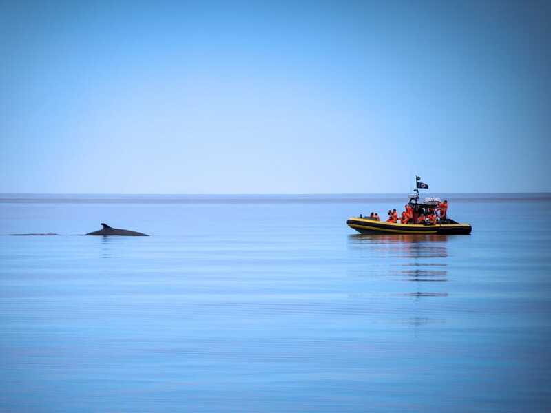 Tadoussac/Charlevoix: Whale Watching Zodiac Tour - Final Thoughts