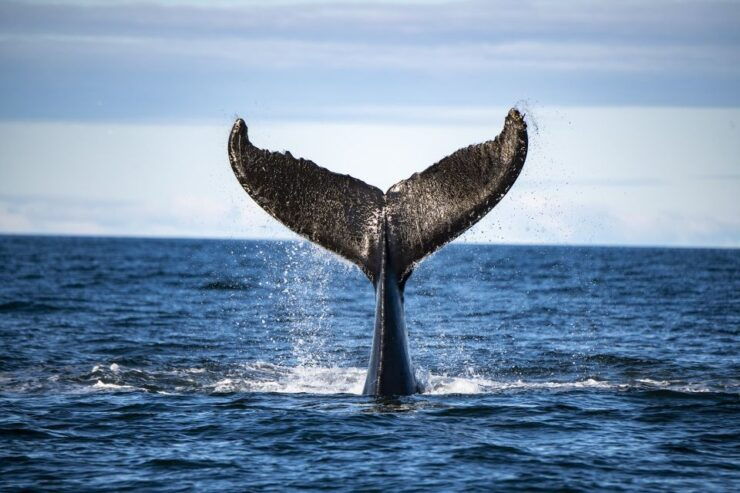 Tadoussac or Baie-Sainte-Catherine: Whale Watching Boat Tour - Comparison of Tadoussac and Baie-Sainte-Catherine