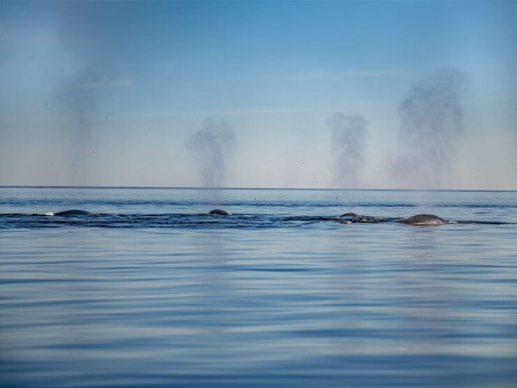 Tadoussac or Baie-Sainte-Catherine: Whale Watching Boat Tour - Best Time to Spot Whales