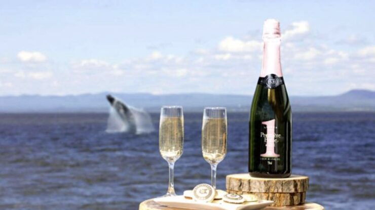 Tadoussac: VIP Lounge or Upper Deck Whale Watching Cruise - VIP Lounge Vs Upper Deck