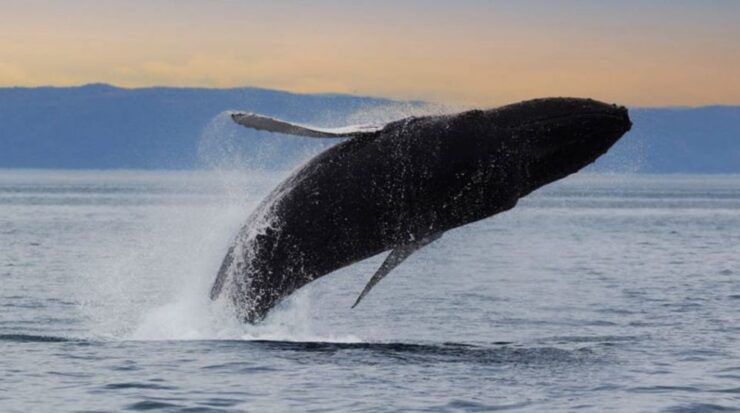 Tadoussac: VIP Lounge or Upper Deck Whale Watching Cruise - Duration and Flexibility