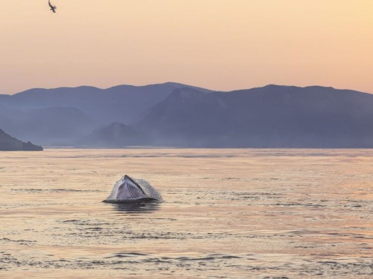 Tadoussac: Whales and Fjord Cruise Morning or Twilight Tour - Tour Highlights