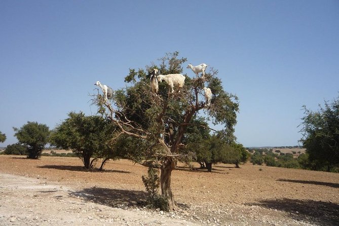 Tafraout and Tiznit Private Tour - Frequently Asked Questions