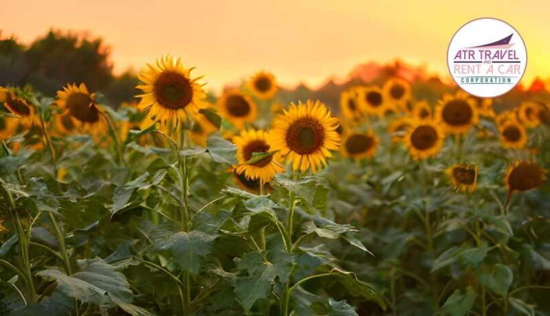 Tagaytay in a Day: A Quick Escape from Manila - FAQ