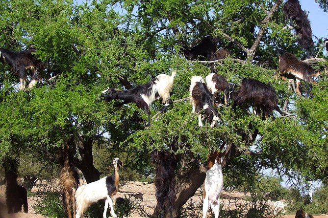 Taghazoute Bay & Agadir City to Taroudant & Tiout Day Trip - Inclusions and Exclusions
