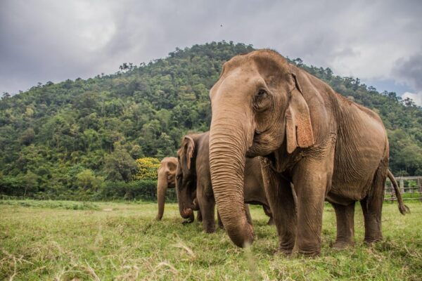 Tagthai: Chiang Mai Premium Pass With 90+ Benefits! - Questions You May Have