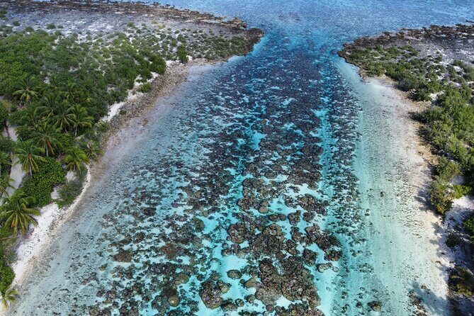 Tahaa Excursion in Electric Paddle Snorkeling Coral Garden - Authentic Marine Encounters: What Tourists Say