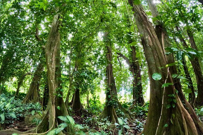 Taha'a Island or Raiatea Boat Tour - What Makes This Tour Stand Out?