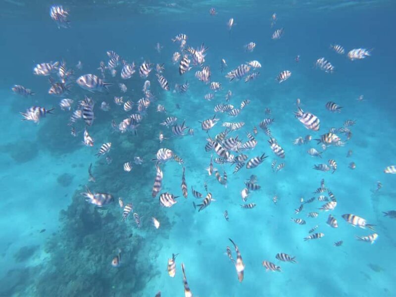 Tahiti island: 4 hours Snorkeling Tour - FAQ