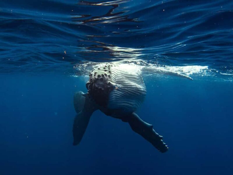 Tahiti island: Whale watching Experience - Authenticity and Reviews: What Travelers Say