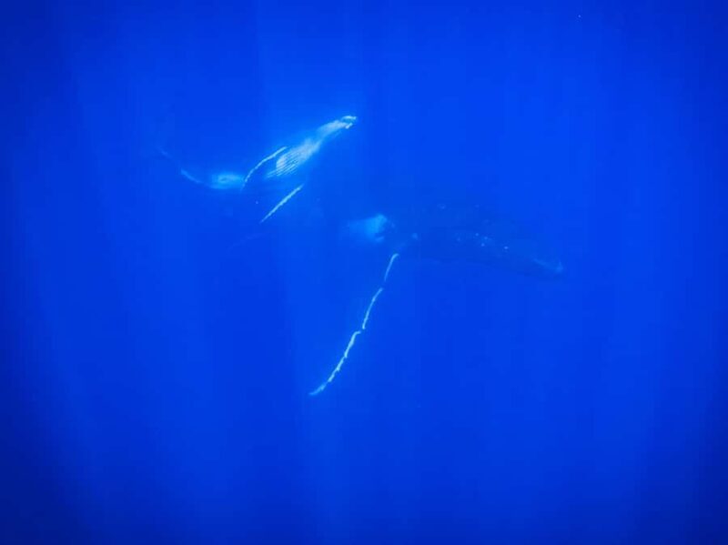 Tahiti island: Whale watching Experience - Final Thoughts