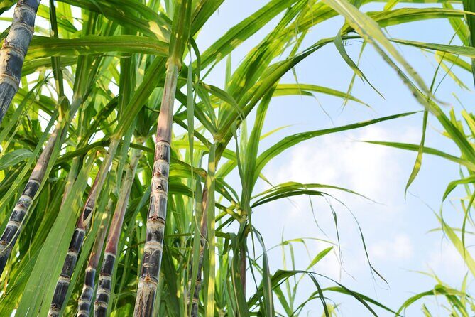 Tahiti, Private Day Tour, An A la Carte Experience - Stop 3: Faaone for Lunch  