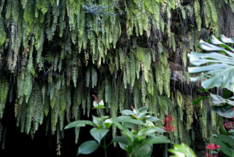 Tahiti: Private Half Day Culture and Nature Highlights Tour - An In-Depth Look at the Tahiti Private Half-Day Tour