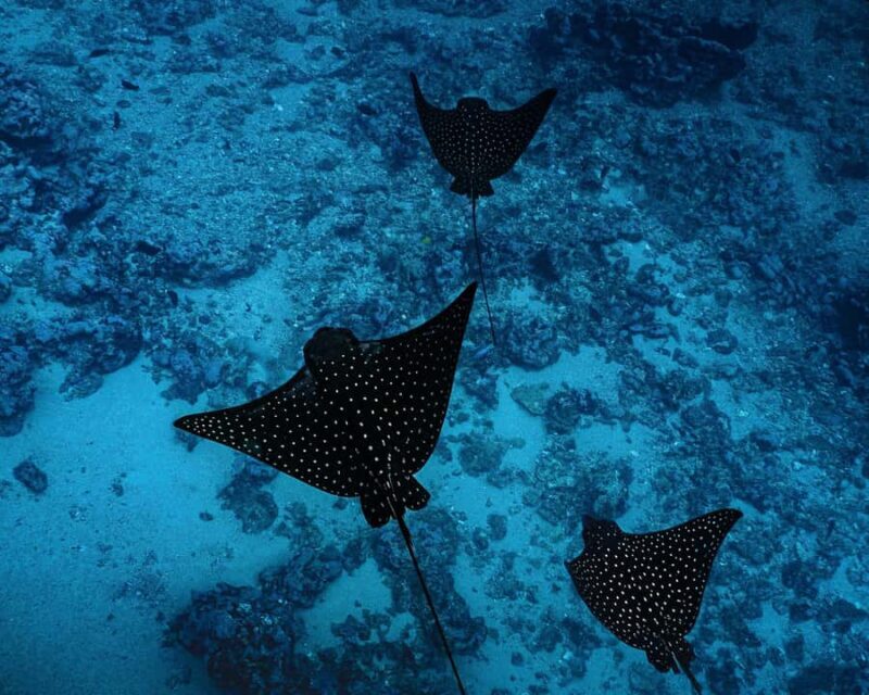 Tahiti underwater photo experience - Good To Know