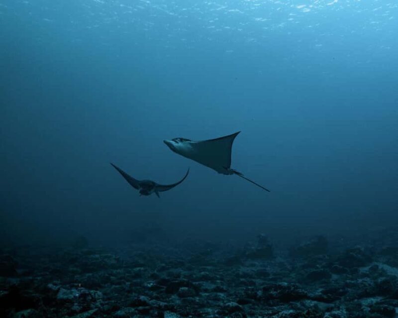 Tahiti underwater photo experience - Practical Details and Tips