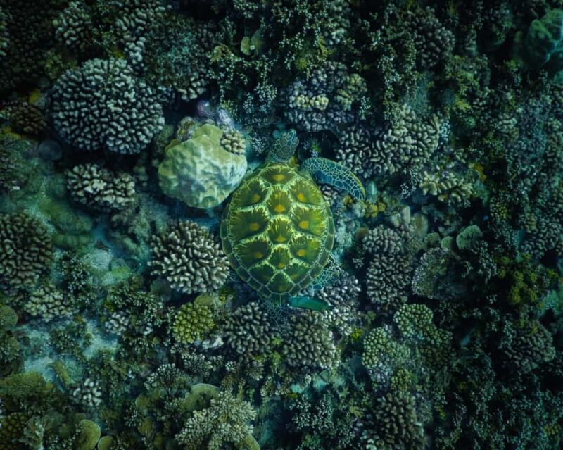 Tahiti underwater photo experience - The Sum Up