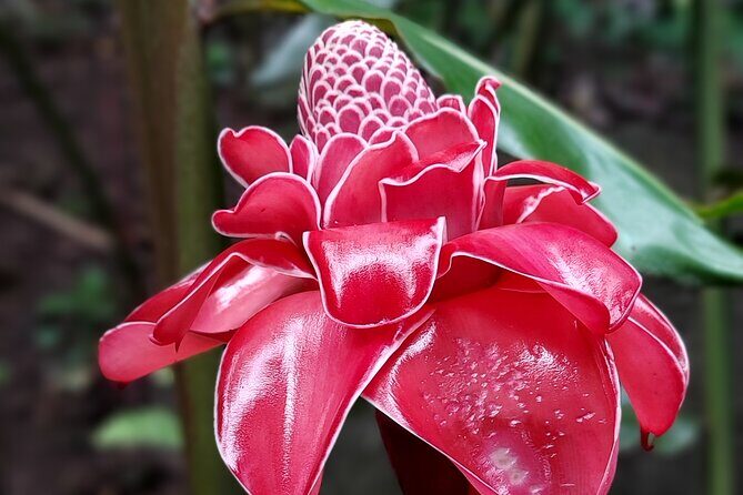 Tahiti's West Coast Private 4 hour Tour with Lydia, - Frequently Asked Questions