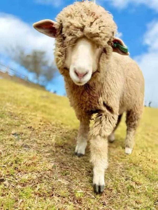 Taichung: Qingjing Farm, Skywalk, and Swiss Garden Tour - FAQ