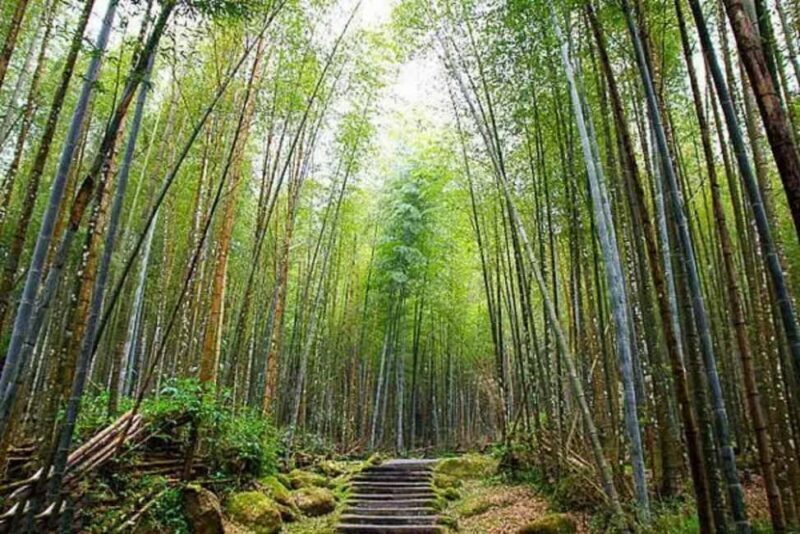 Taichung: Xitou Forest, Lukang, and Rainbow Village Tour - Who Is This Tour Best For?