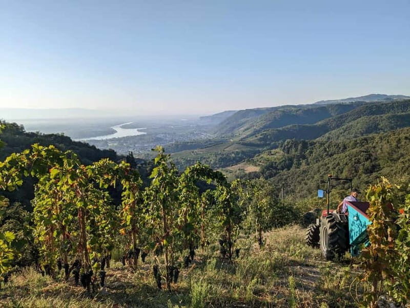 Tain l'Hermitage: Visit two wine estates and a Wine & Food Workshop - Who Will Love This Tour?