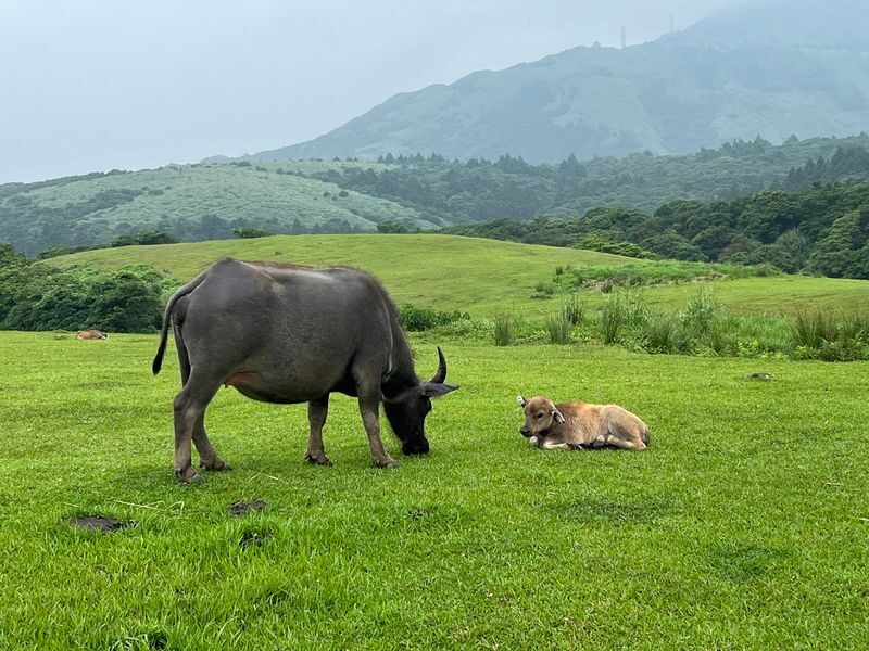 Taipei: Beitou Hot Spring and Yangmingshan Nature Day Tour - Yangmingshan’s sulfur vents set the tone