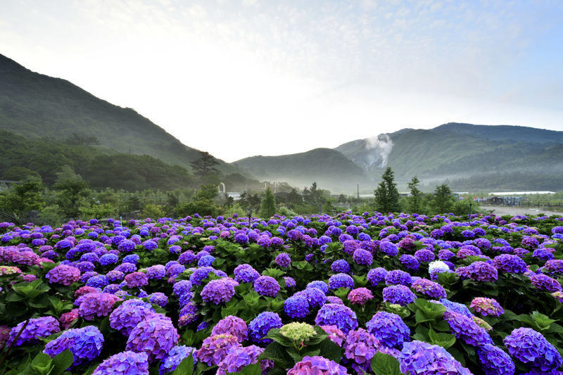 Taipei: Beitou Hot Spring and Yangmingshan Nature Day Tour - What the price covers, and what it does not